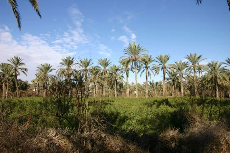 Observation at Tacape