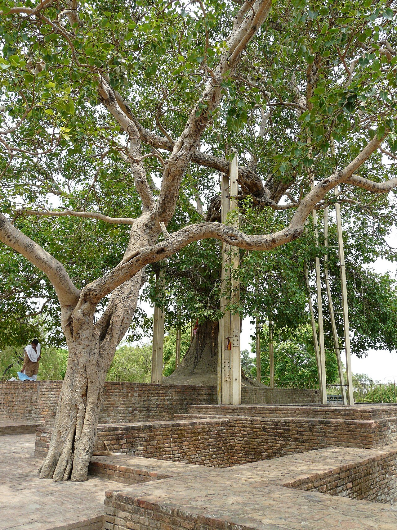 Kept the fourteenth retreat at Jetavana